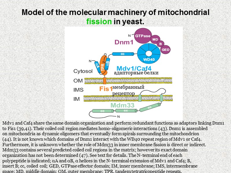 Model of the molecular machinery of mitochondrial fission in yeast.  Mdv1 and Caf4